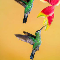 Pareja de hembras de colibrí brillante coroniverde (Heliodoxa jacula).
