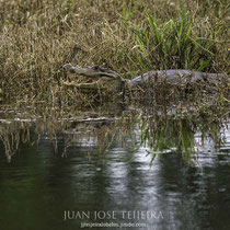 Caimán (Caiman crocodilus) en la orilla de una charca.