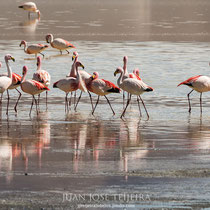 Flamencos.