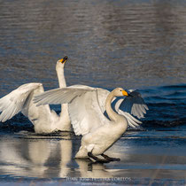 Cisne cantor ( Cygnus cygnus )