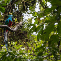 Quetzal centroamericano (Pharomachrus mocinno).