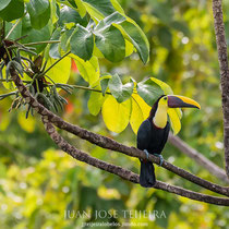 Tucan de pico negro ((Ramphastos ambiguus)