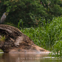  Garza tigre,​ (Tigrisoma mexicanum). Refugio nacional de vida silvestre mixto Caño Negro.