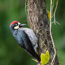 Carpintero careto, payaso, bellotero (Melanerpes formicivorus)