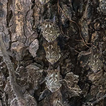 Murcielaguito narigón o murciélago de trompa (Rhynchonycteris naso). Refugio nacional de vida silvestre mixto Caño Negro.