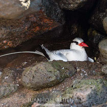 Rabijunco etéreo (Phaethon aethereus). 