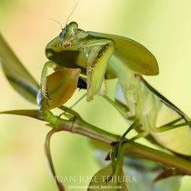 Mantis cobra (Choeradodis rhombicollis).