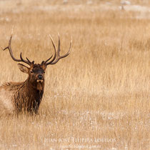 Wapití ( Cervus canadensis )