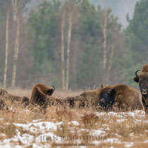 Grupo de bisontes en un claro del bosque.