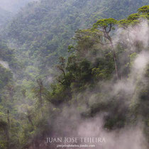 Nieblas en el parque nacional Juan Castro Blanco, Alajuela.