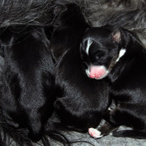 D-Wurf made of Dog´s Wisdom | 30.04.2012 | 3 R[D]:1=schwarz; 2=black&tan / 1 H[B]: tricolor