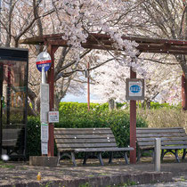 桜の中でバスを待つ