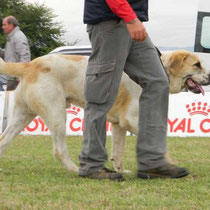  FERGUS MULAN RAY - 2° Molto Promettente in Classe Juniores Maschi
