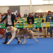 Expo Internazionale di Ancona 2008 - Classe Giovani 1° Eccellente