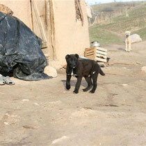 Il piccolo Shaytan in Tagikistan