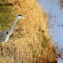 Blauwe Reiger