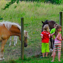 Unsere Nachbarn: Die Pferde und Pony auf der großen Wiese hinter den Blockhäusern © www.zweiseen.de