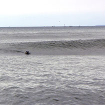 Robben am Surfen