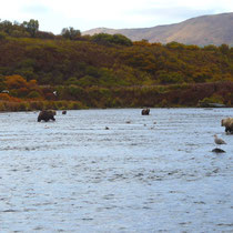 the Kodiak Bears are in position.