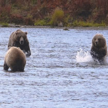 fights between the bears