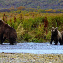 Mama Bear with her cubs