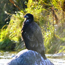 eagle on the Karluk