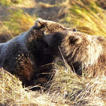 Kodiak Bear Familiy