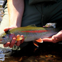 Dävu's wunderschöne Rainbow