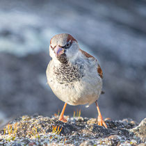 Sperling - Hausspatz