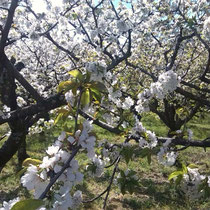 Kirschbäume im Tal El Valle del Jerte