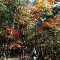 紅葉の下を下山