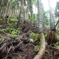 サケビ谷へは尾根を突破