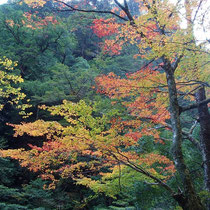 これから紅葉という木もある