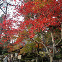 こちらの紅葉はこれから