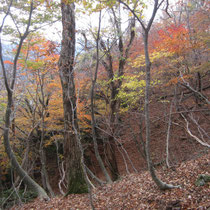 誰にも会わない百里新道途中の紅葉。