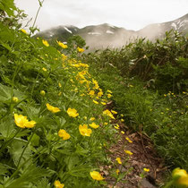 ミヤマキンポウゲ咲く登山道