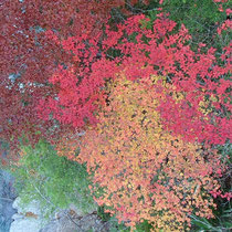 吊橋の上から見た紅葉