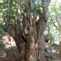 次々と現れる巨木です