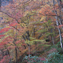 ブナ原生林の鮮やかな紅葉