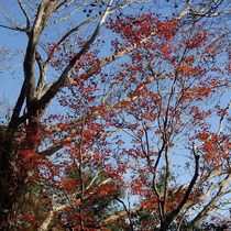 下山してくると紅葉も見られた