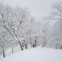 雪を被ったブナ林はきれいです。