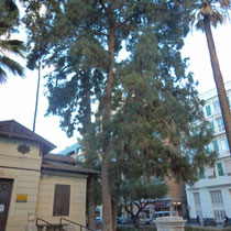 Pino canario (Pinus canariensis). Jardín del parterre