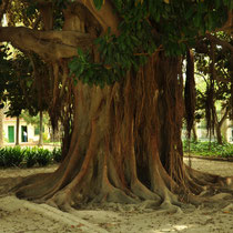 Troco de Higuera de Bahía Moreton (Ficus macrophylla). Jardín del Real