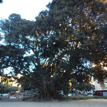 Higuera de Bahía Moreton (Ficus macrophylla). Jardín del parterre