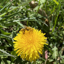 Phytotherapie in Villingen-Schwenningen