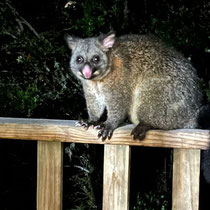 Possum