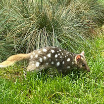 Tüpfelbeutelmarder