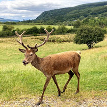 Tierische Bewohner