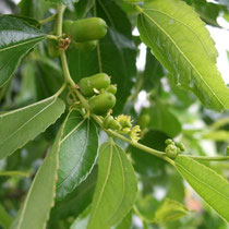 Ziziphus jujuba