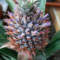 Ananas Blüte